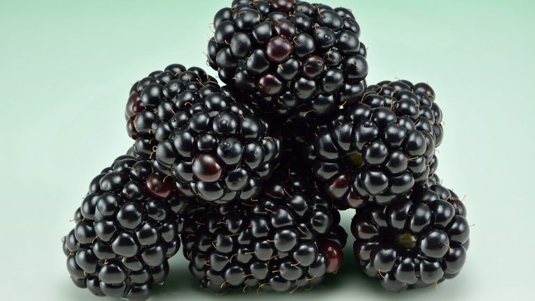 A pile of fresh blackberries on a pale background